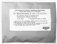 Mycena tintinnabulum image